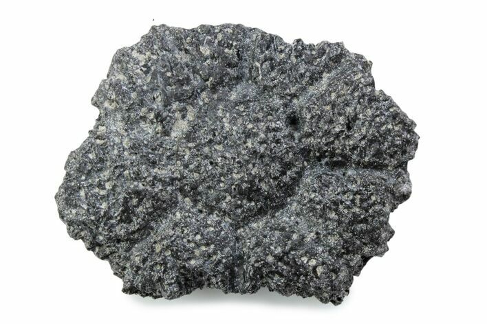 Fossil Glyptodont (Glyptotherium) Bony Armor Osteoderm - Florida #362302